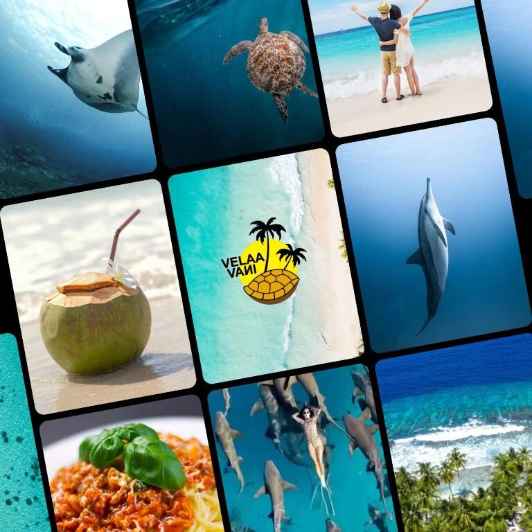 Island life around Dhiffushi - beaches, marine life and local food